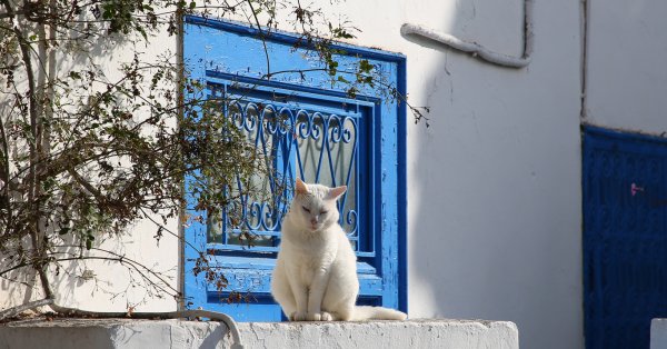 Что символизирует встречу с белой кошкой?