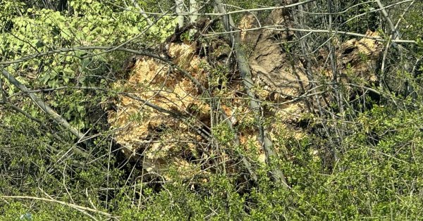 Дерево упало на машину в центре уловки