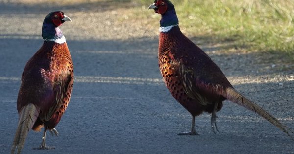 Турция запускает фазанов и куропатки в битве с клещами