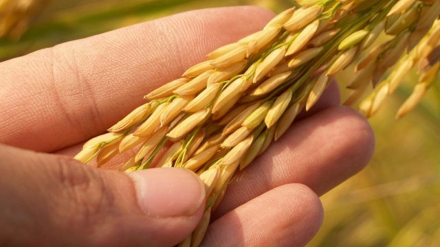 Цены на зерновые на мировых рынках снизились в последние дни июня