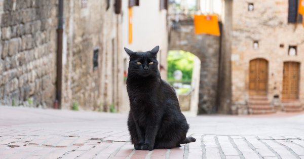 Что это значит, если вы встретите черную кошку?