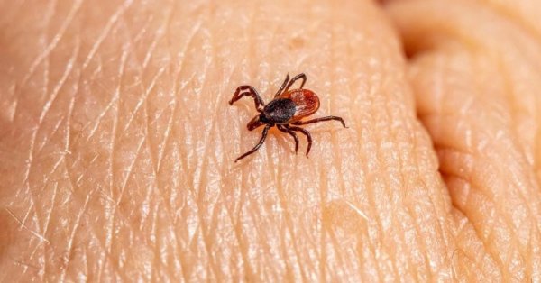 18 стало жертвами клещей в Турции этим летом