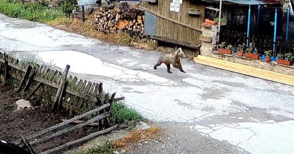 Медведь пробегает по улицам видео Mugla Village Video