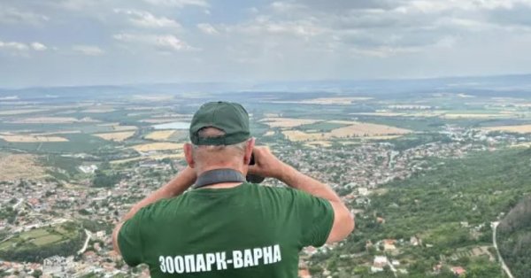 Горячая тропа: Проверьте братьев с прозвищами львов из -за сбежавшей пантеры
