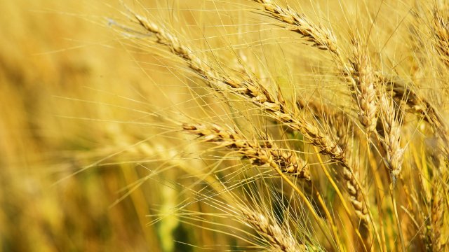 Опасения тепла привели к скачкам цен на зерновые в начале июля