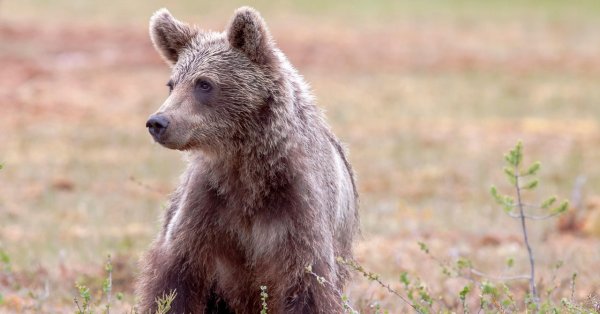 Медведь кусает на заднем пастыре в горах Фугитер в Румынии