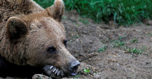 Словенский преследовал его над медведем, имитируя рев медведя