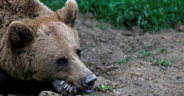 Медведь напал на пастуха в Румынии