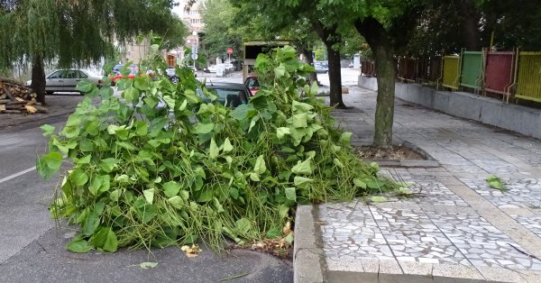 Высушенная ветвь упала на ребенка на детской площадке в Бургасе