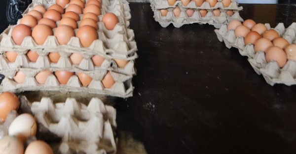 Обнаружили, что опасные для здоровья вещества в яйцах в Греции