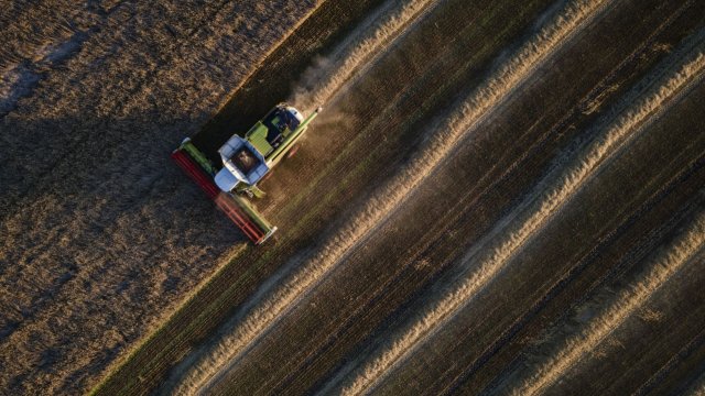 Цены на зерно по всему миру продолжают двигаться разными