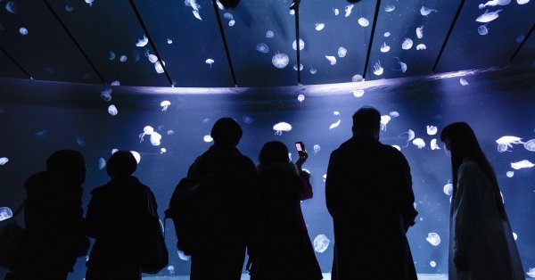 Почему все любили музей медуз в Украине?