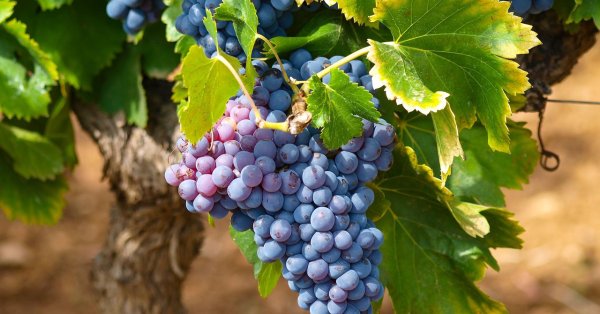 Виноград - суперпродукты, полезный для мозга, сердца и кишечника