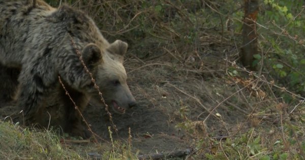 Будьте осторожны: Медведь был замечен в парке Капинчо в Трояне