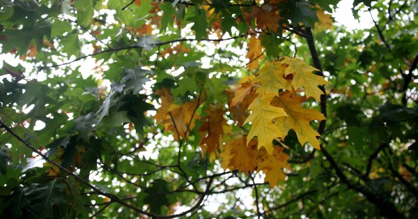 Будет облачно сегодня, будет преобладать в юго -западных районах