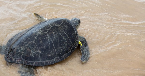 Морские черепахи все чаще кусают пловцов в водах возле греческого острова Крит
