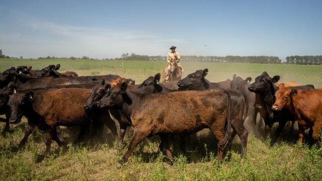 Любовь потребителей к стейкам подтолкнула мировые цены на мясо к новым пикам
