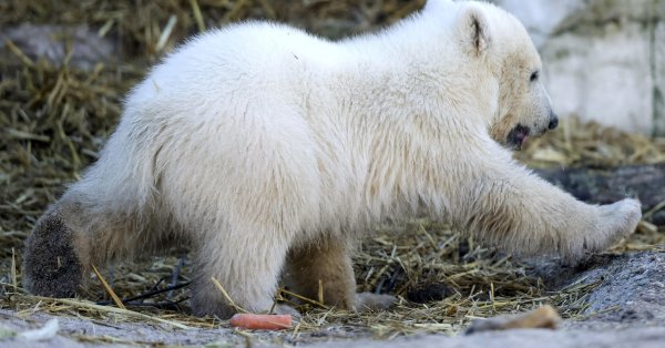 Белые медведи взяли на себя заброшенную исследовательскую станцию ​​в российской части Арктики
