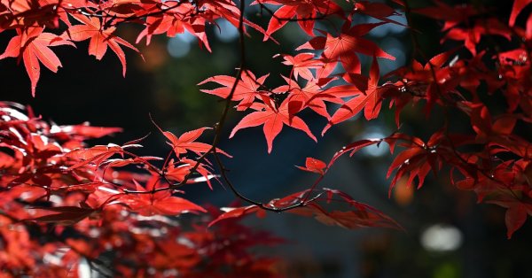 Завтра астрономическая осень - новости от dnes.bg