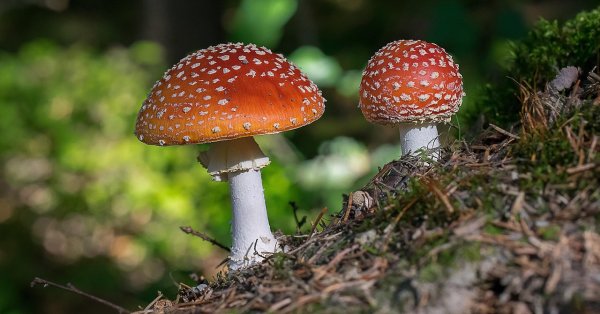 Отправил австралийца в тюрьму после трех убийств с ядовитыми грибами