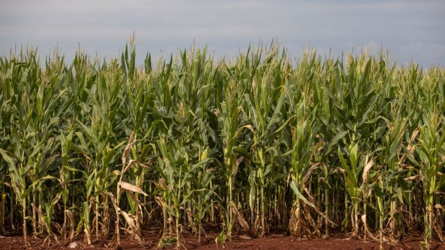 Прогноз на нас для большего урожая, чем кукуруза, привел к снижению цены