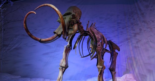 Археолог обнаружил гигантский зуб на Рейнском берегу