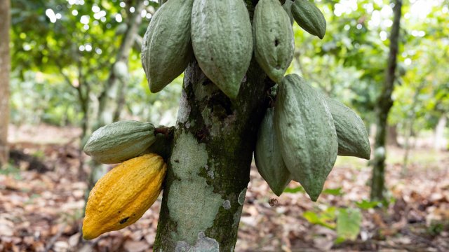 Исторический кризис какао смягчается по мере увеличения урожая