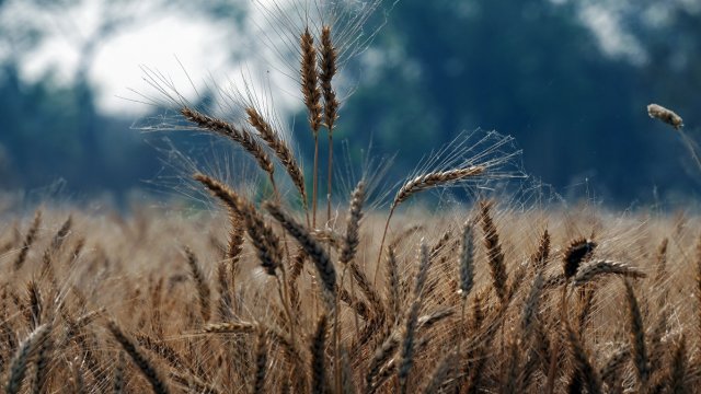 Сибирь спас год для производителей пшеницы в России