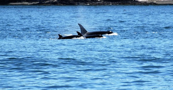 Кухни снова погружаются яхты возле Испании