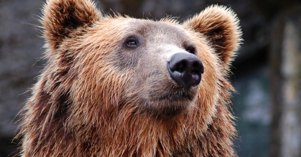 Медведь вторгся в трехметерный забор на ферме и разорвал 15 овец