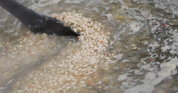 Рекорд: Смилянская фасоль подорожала до 25 лв. за килограмм