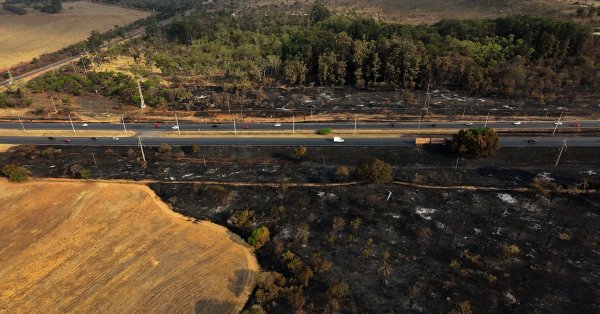 Мощные репрессии против торговцев животными и лесозаготовок, арестовано 225 человек