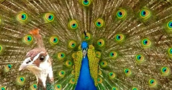 Судить американца, который жарит и съел два своих павлина