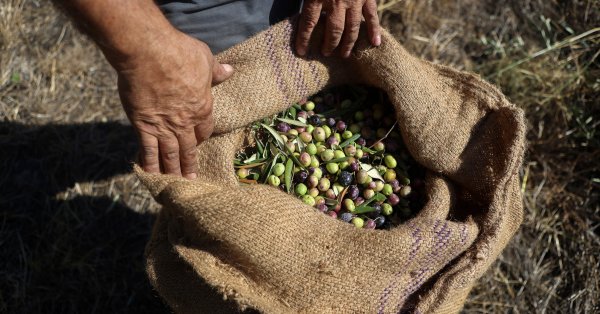 Зарплата в 100 евро за сбор оливок в Греции, рабочих нет