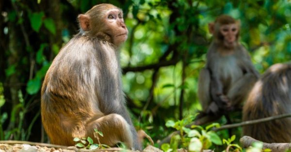 Грузовик с зараженными обезьянами разбился, трое сбежали, остальных застрелили