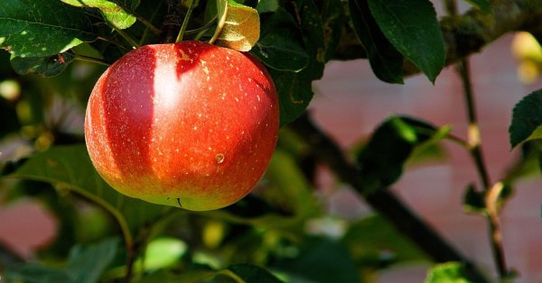 Сотрудники НКЖИ воровали яблоки при ремонте вагонов