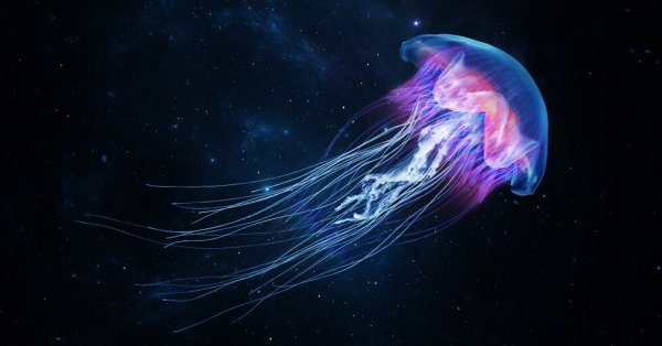 Гигантские медузы с 20-метровыми щупальцами плавали на пляже в Техасе