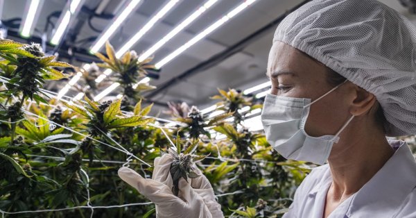 Испания одобрила использование каннабиса в медицинских целях