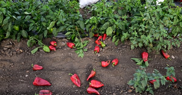 Скачали македонский перец с рынка в Хорватии из-за опасного пестицида