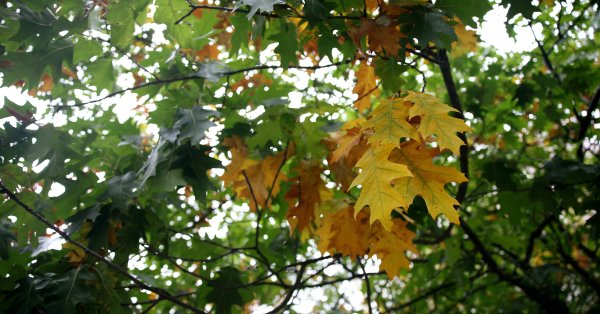 Погода останется пасмурной, в четверг местами пойдет дождь.
