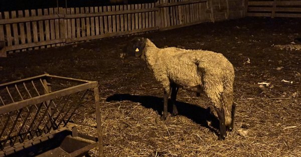 Серьезный скачок цен на молочные продукты в Греции из-за оспы