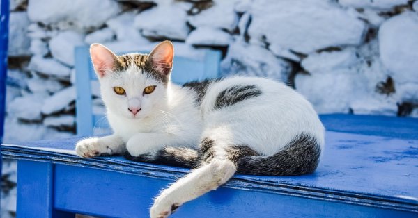 На Кипре проблема с кошками: на каждого жителя приходится одна кошка