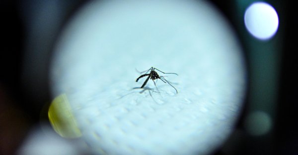 Из-за изменения климата: в Исландии нашли комаров