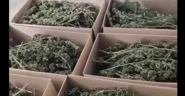 СДВР изъяло более 150 килограммов марихуаны