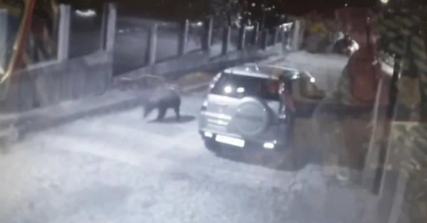 Круглосуточное патрулирование в Карлово из-за пятнистого медведя