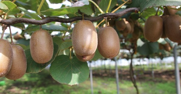 Киви творит чудеса с пищеварительной системой