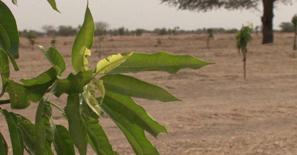 Исследование: в пустыне Сахара во второй половине XXI века выпадает на 75% больше осадков