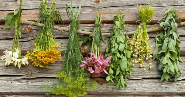 5 трав для крепкого иммунитета осенью