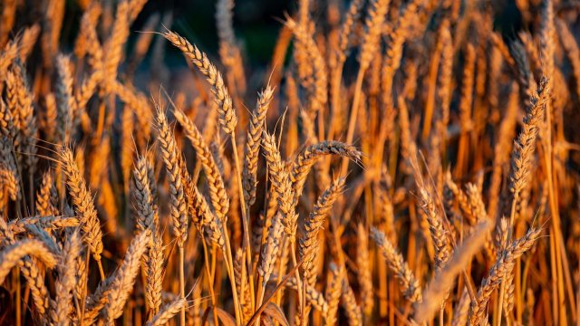 Пшеница в октябре умеренно подорожала на мировых рынках