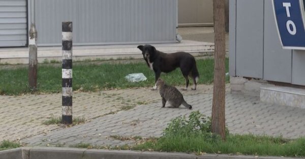 Еще одна собака умышленно сбита - на этот раз Ричко в Ямболе